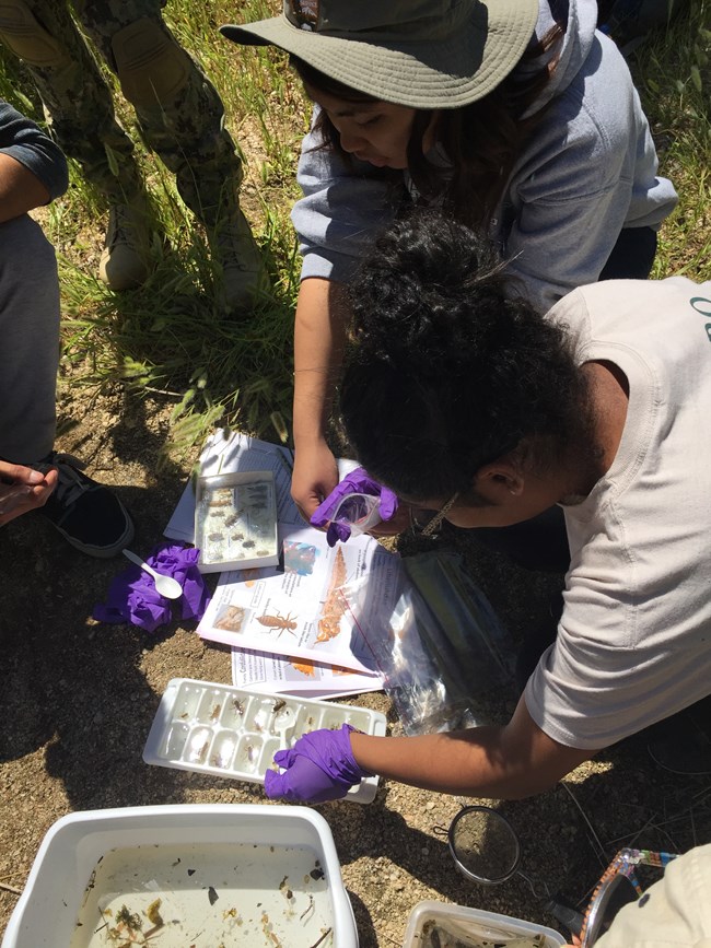 Citizen scientists observing invertebrates.