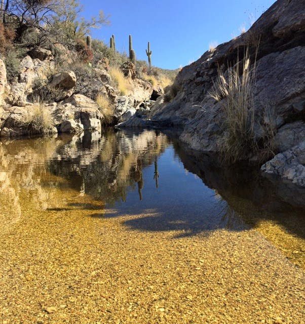 Pool in the Rincon Mountain District at Saguaro National Park