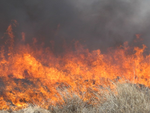 Buffelgrass fire