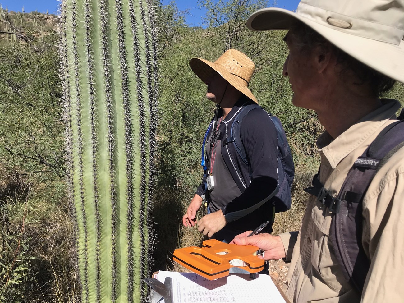 two volunteers observing a saguaro