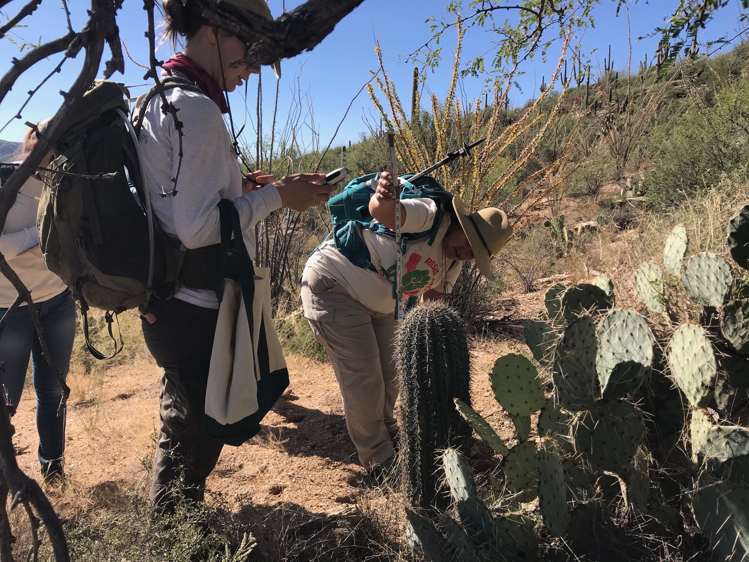 A man measuring the height of a saguaro using a meter stick