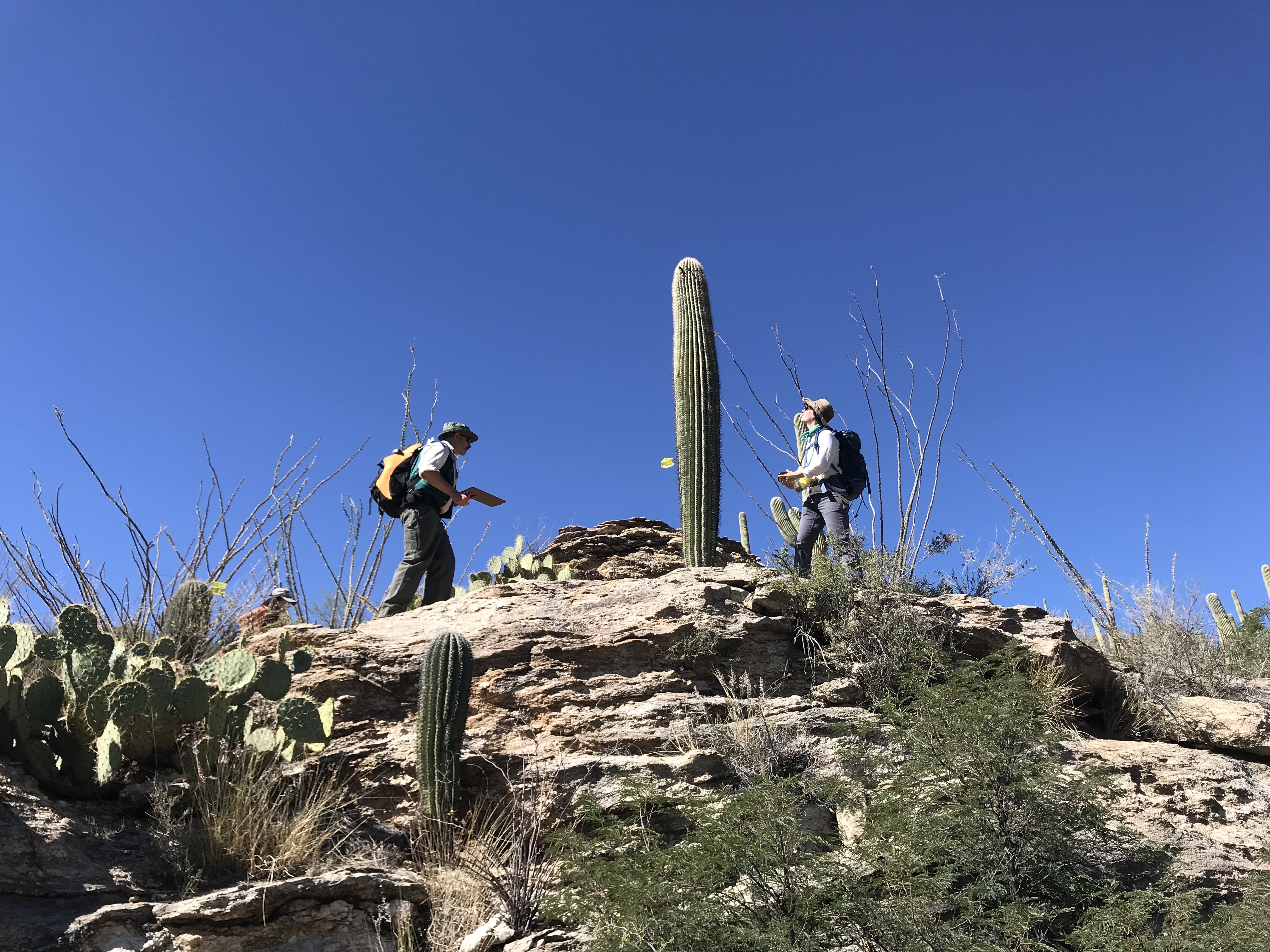 Park staff out in the desert doing saguaro census