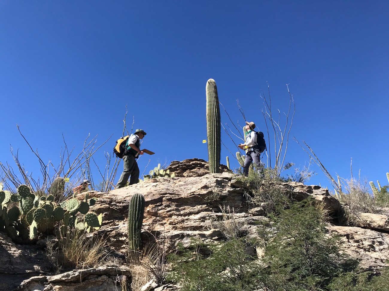 Park staff out in the desert doing saguaro census