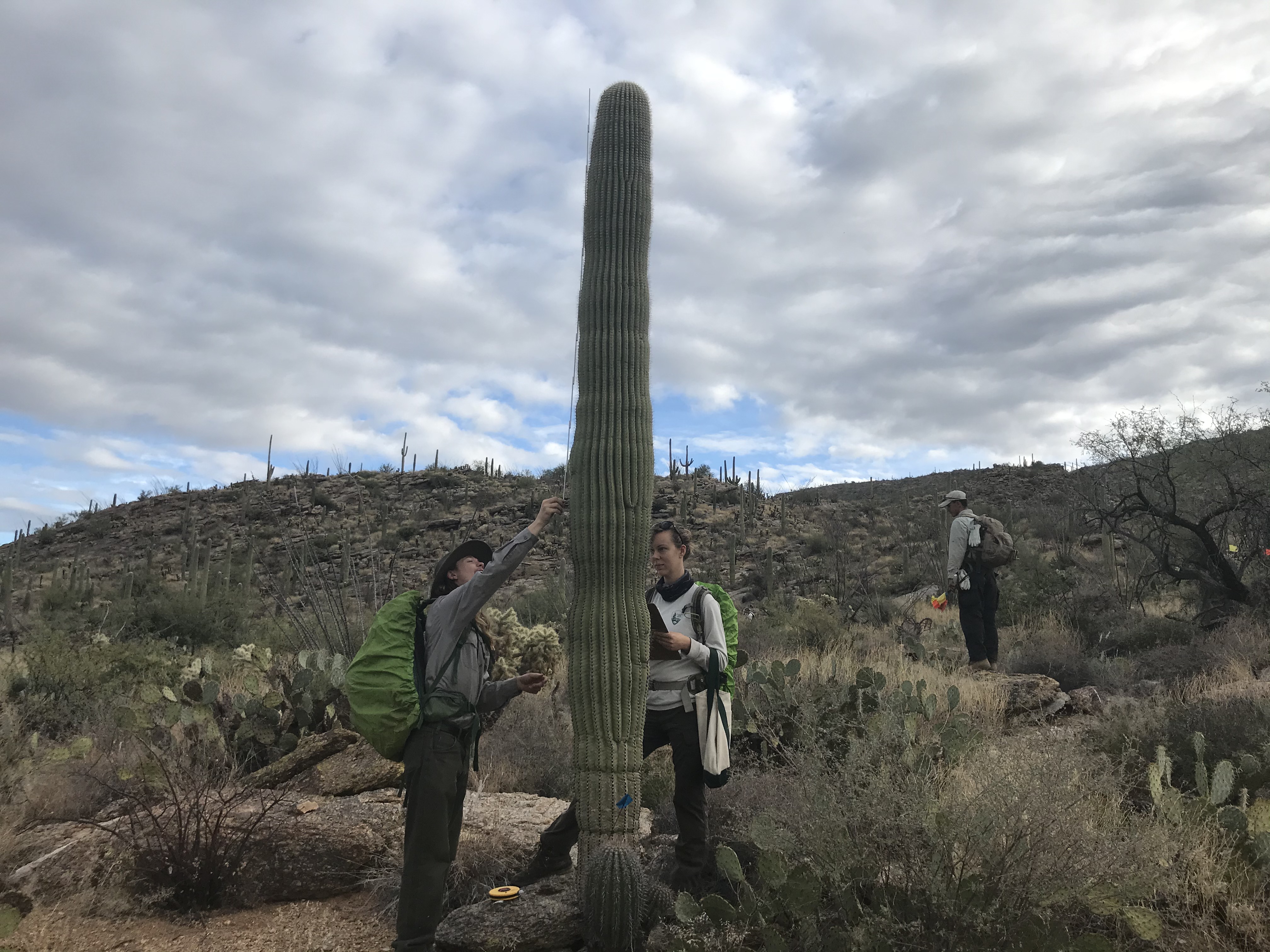 Two women measuring the height of a tall saguaro using a meter stick