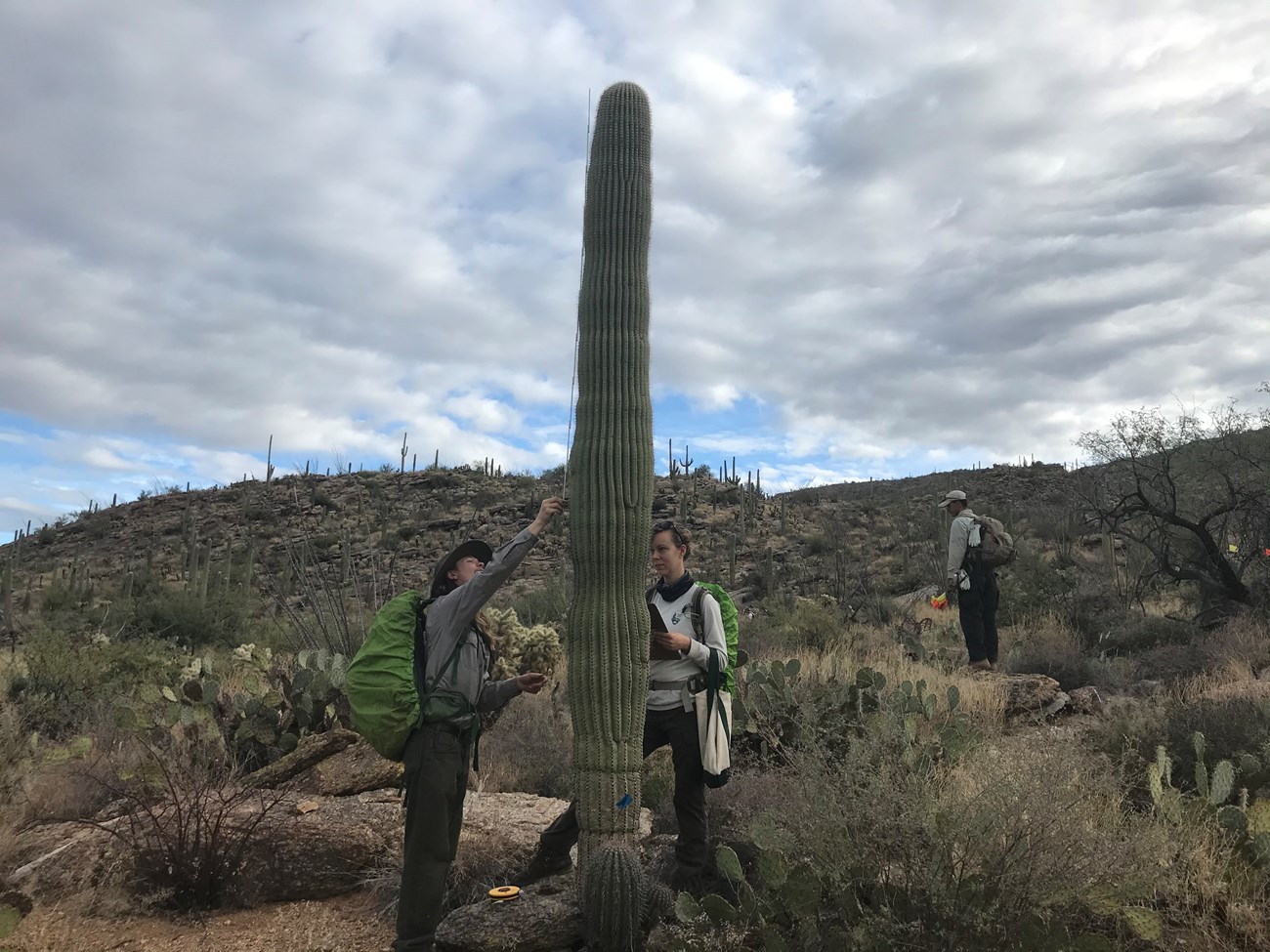 Two women measuring the height of a tall saguaro using a meter stick