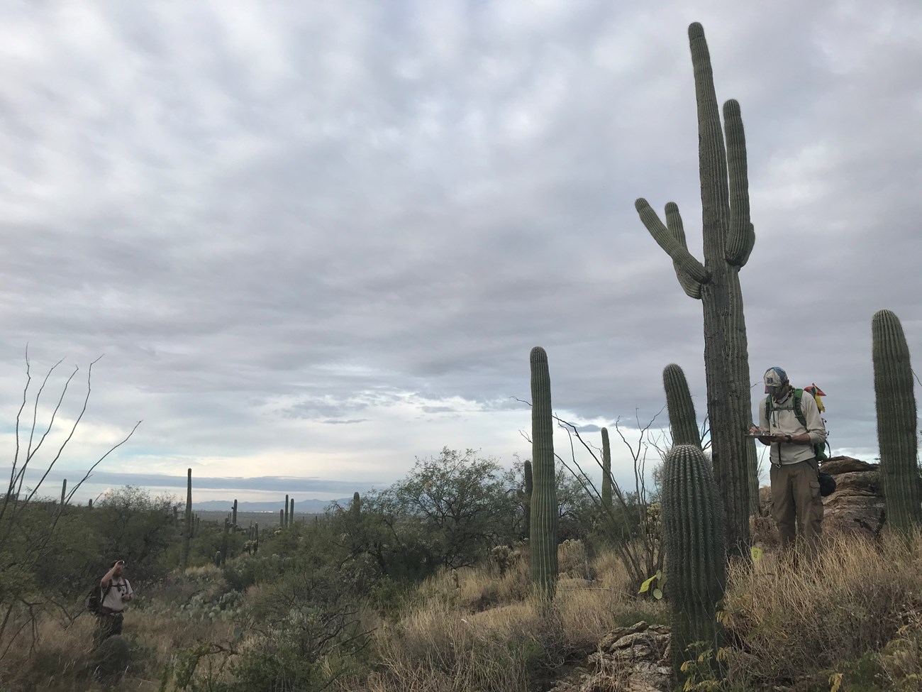 Two men working together to find the height of a tall saguaro. One is using a clinometer to find the height and the other one is next to the saguaro to take down data.