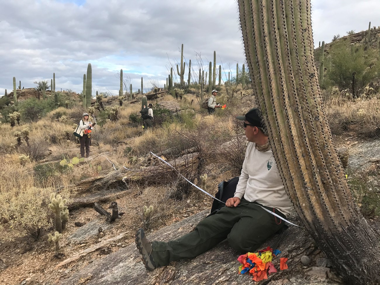 Crew members helping each other measure their distance from a saguaro