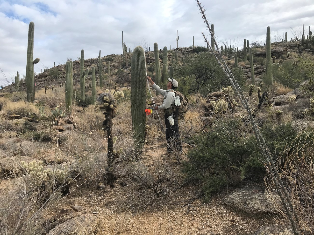 A man measuring the height of a saguaro using a meter stick