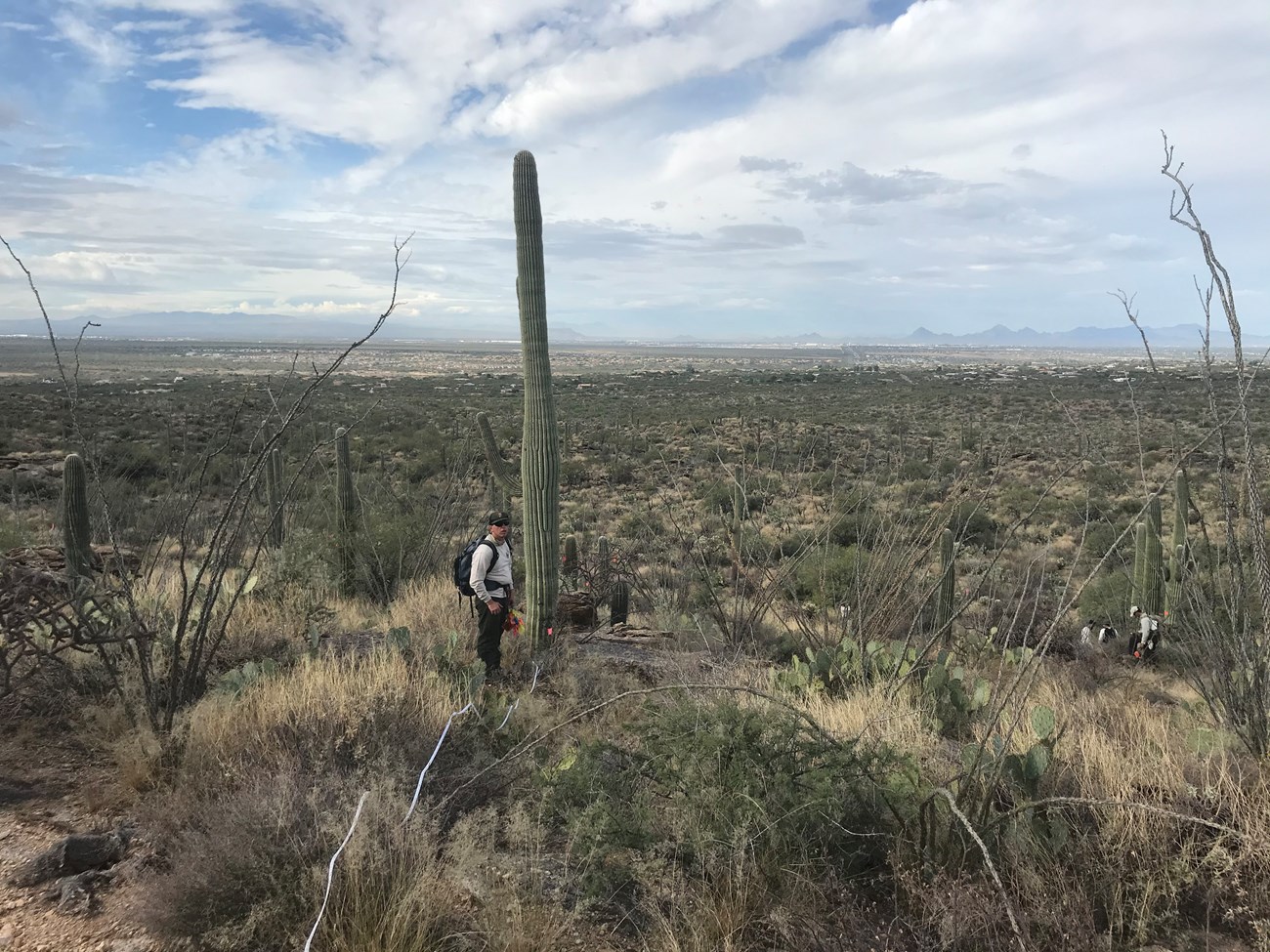 Scenic view of the plot and a man standing next to a tall saguaro