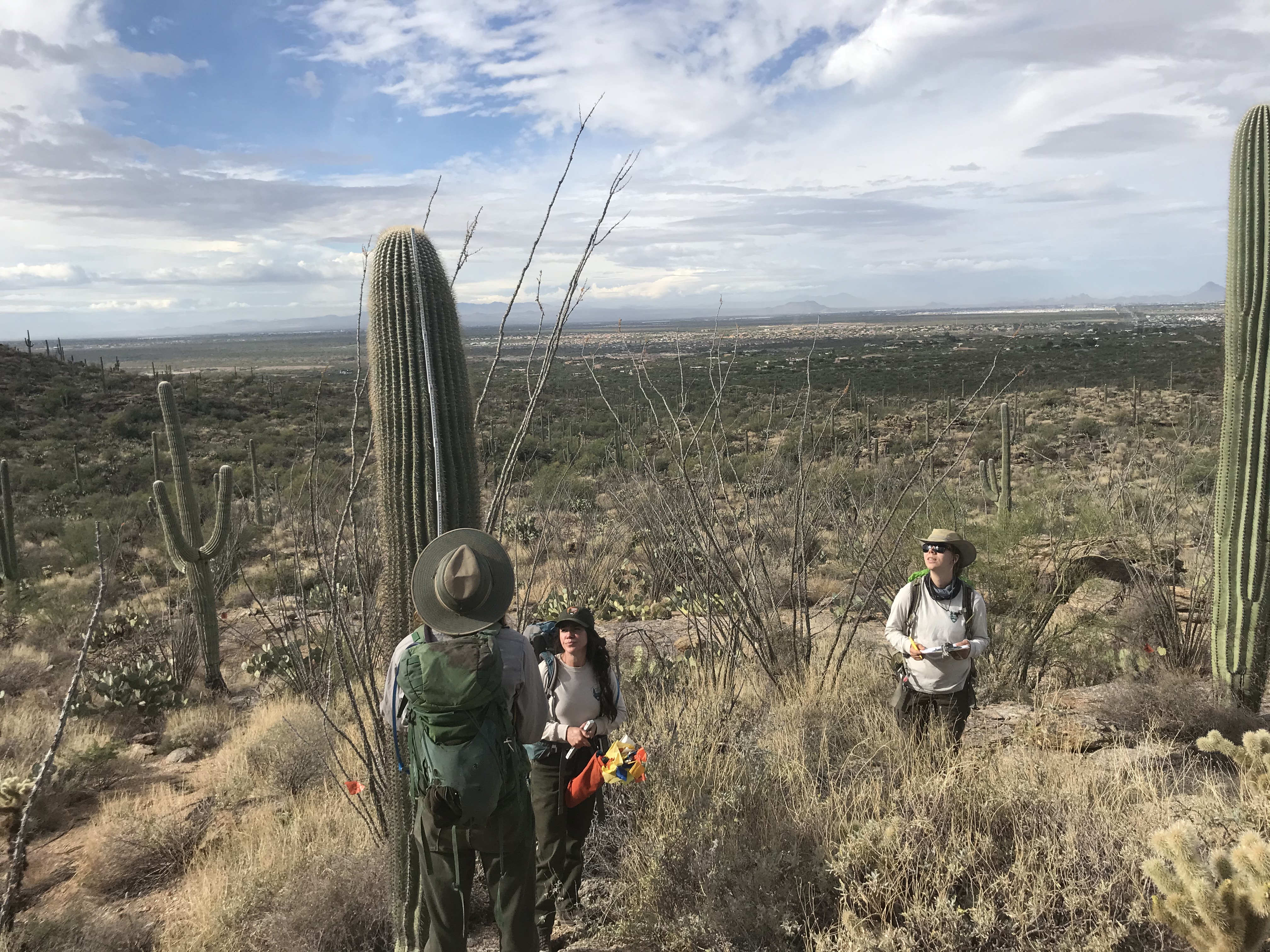 Crew members working together to measure the height of a saguaro