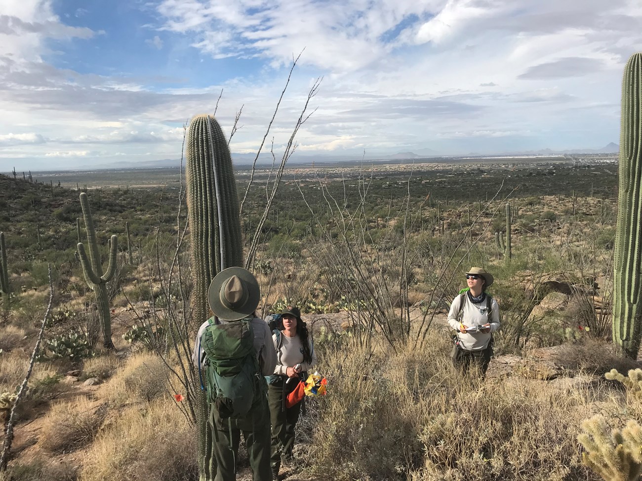 Crew members working together to measure the height of a saguaro