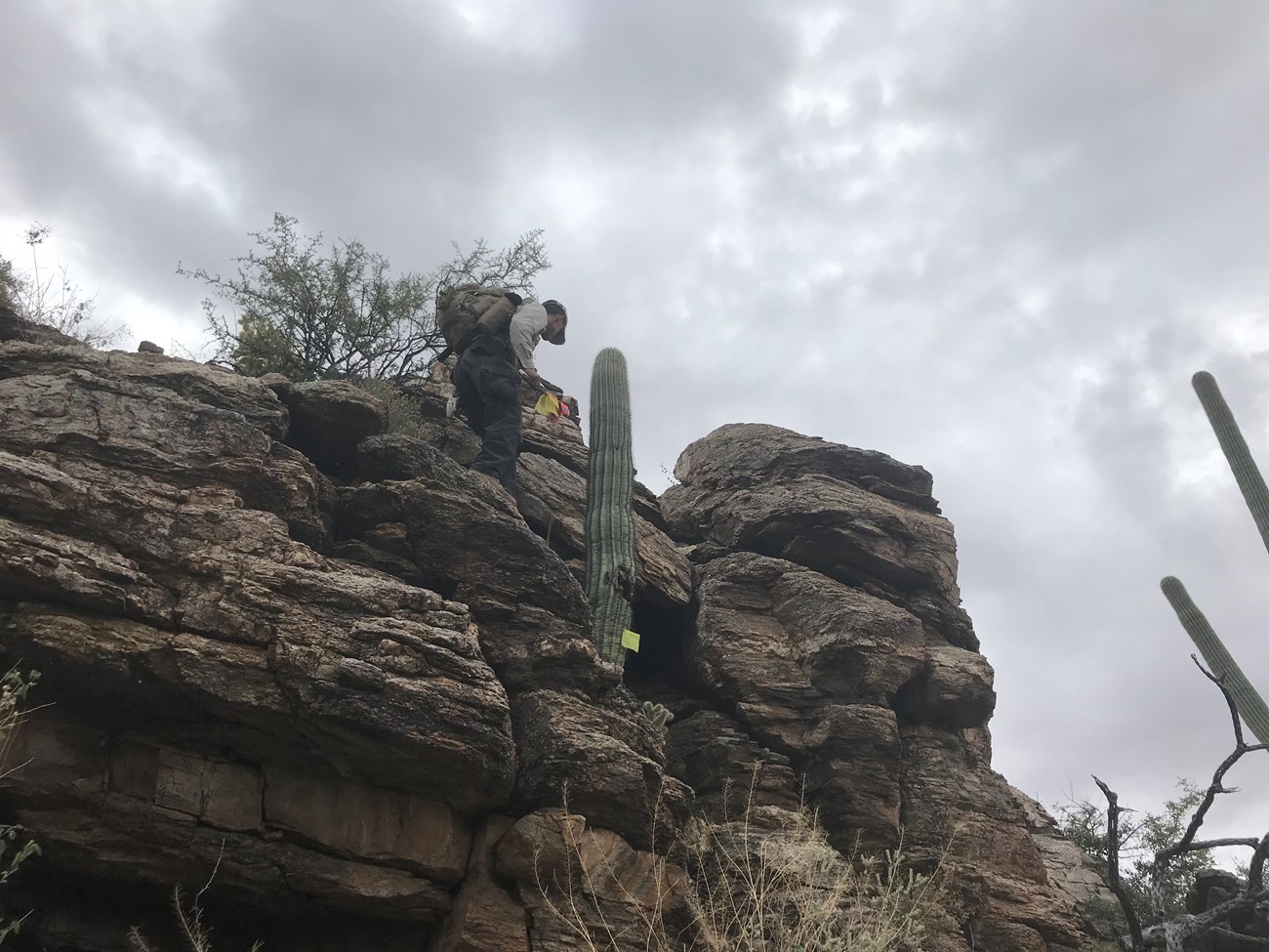 A man next to a saguaro growing on the side of small cliff