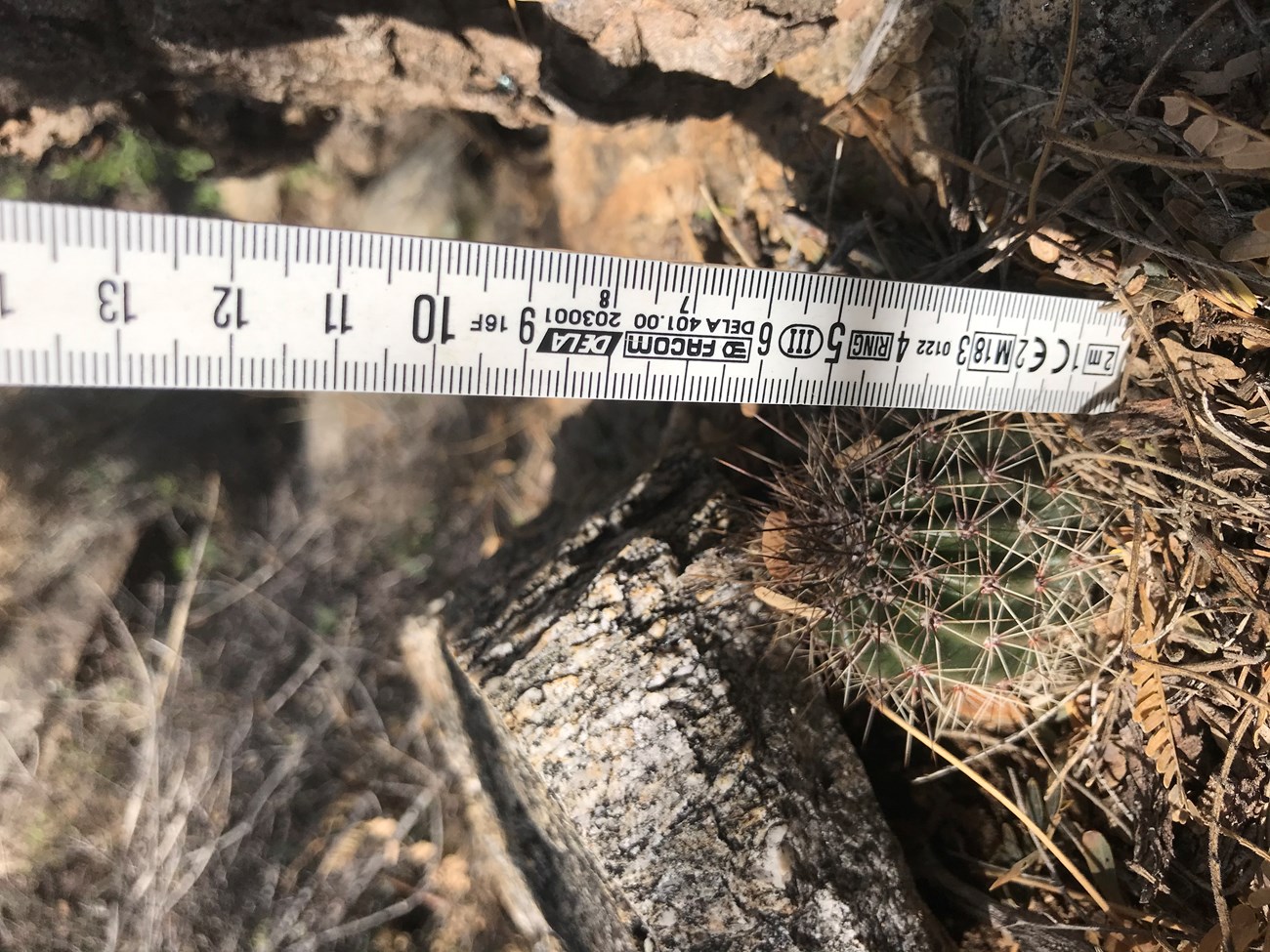 A white ruler next to a tiny saguaro that is about 5 cm in height
