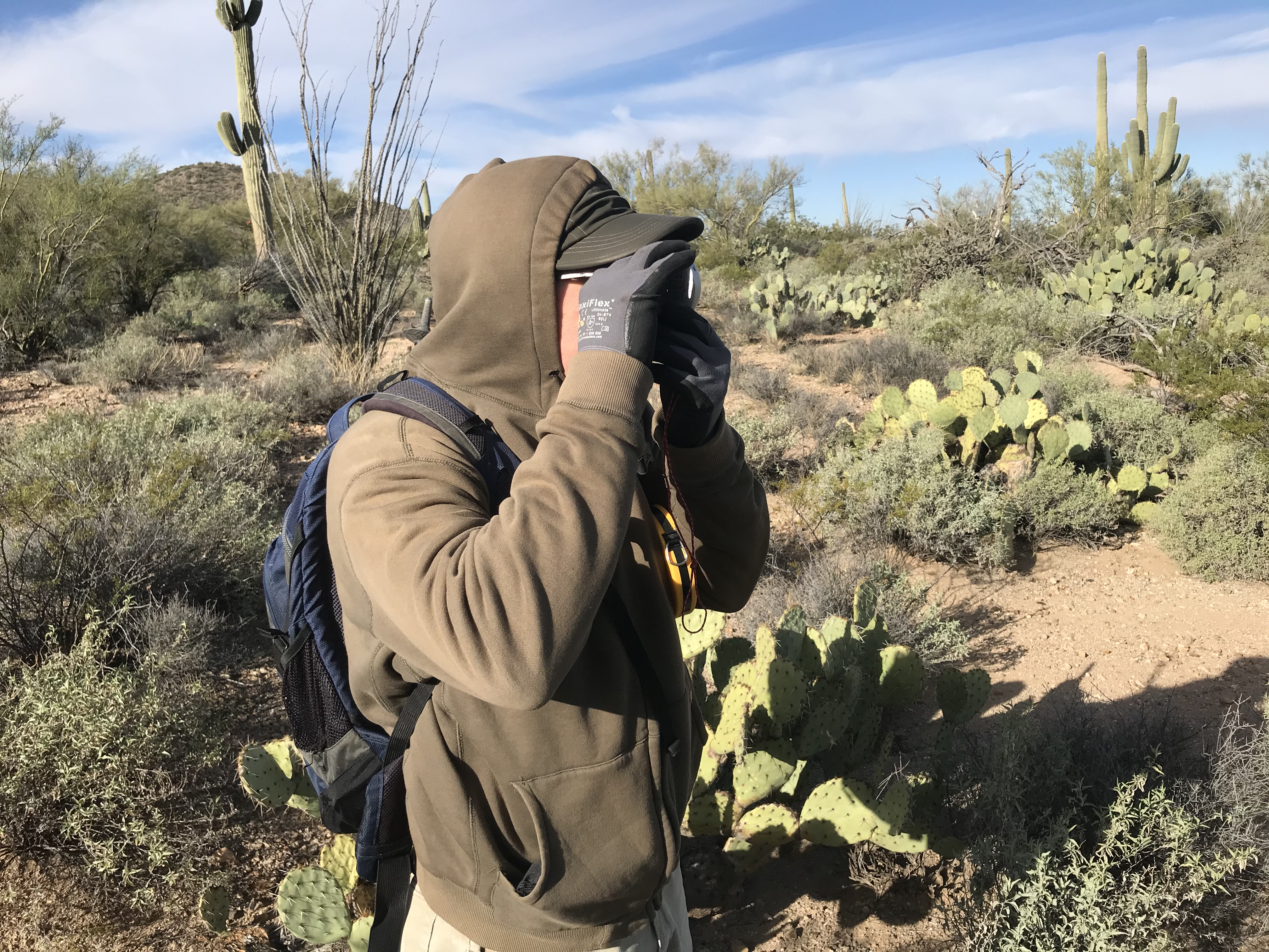 Volunteer uses clinometer to measure saguaro