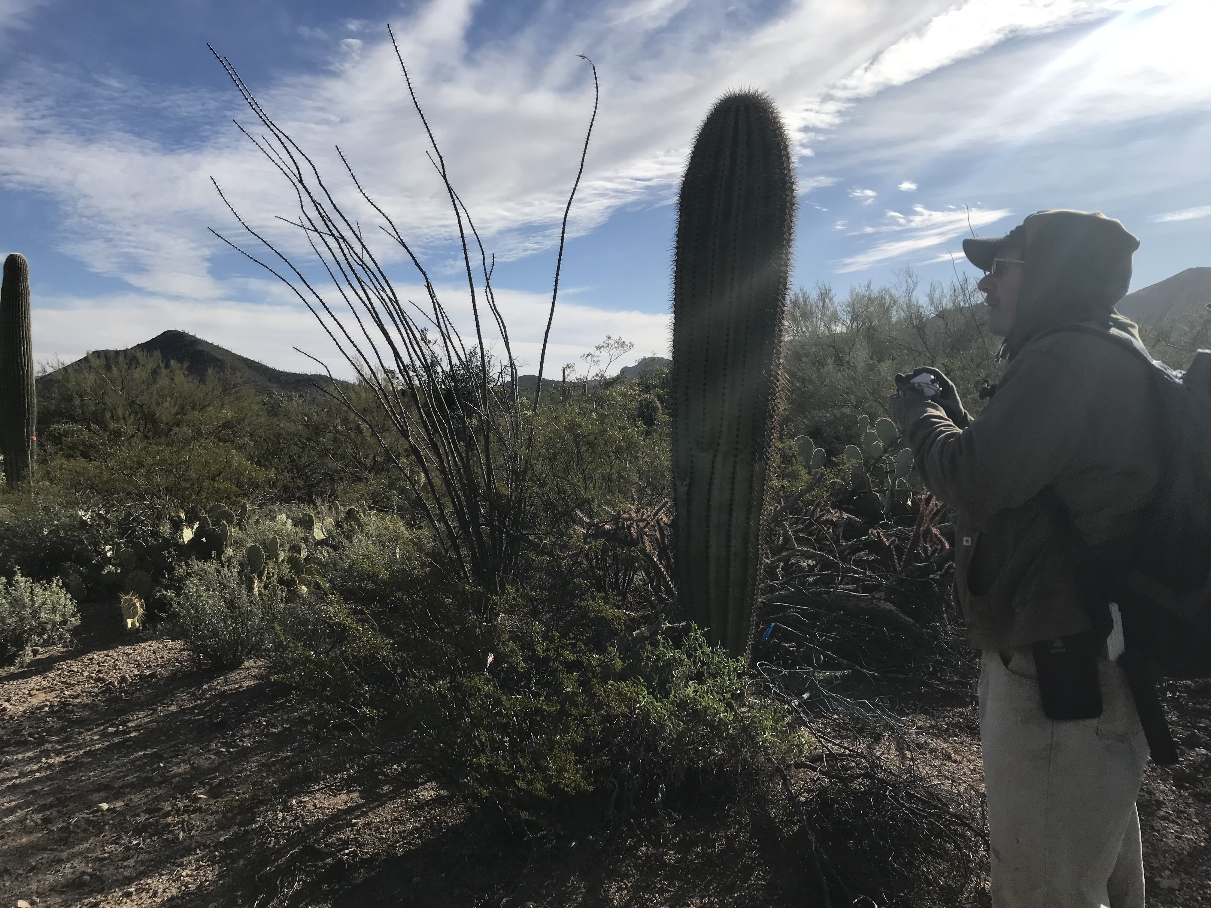 Volunteer uses clinometer to measure saguaro
