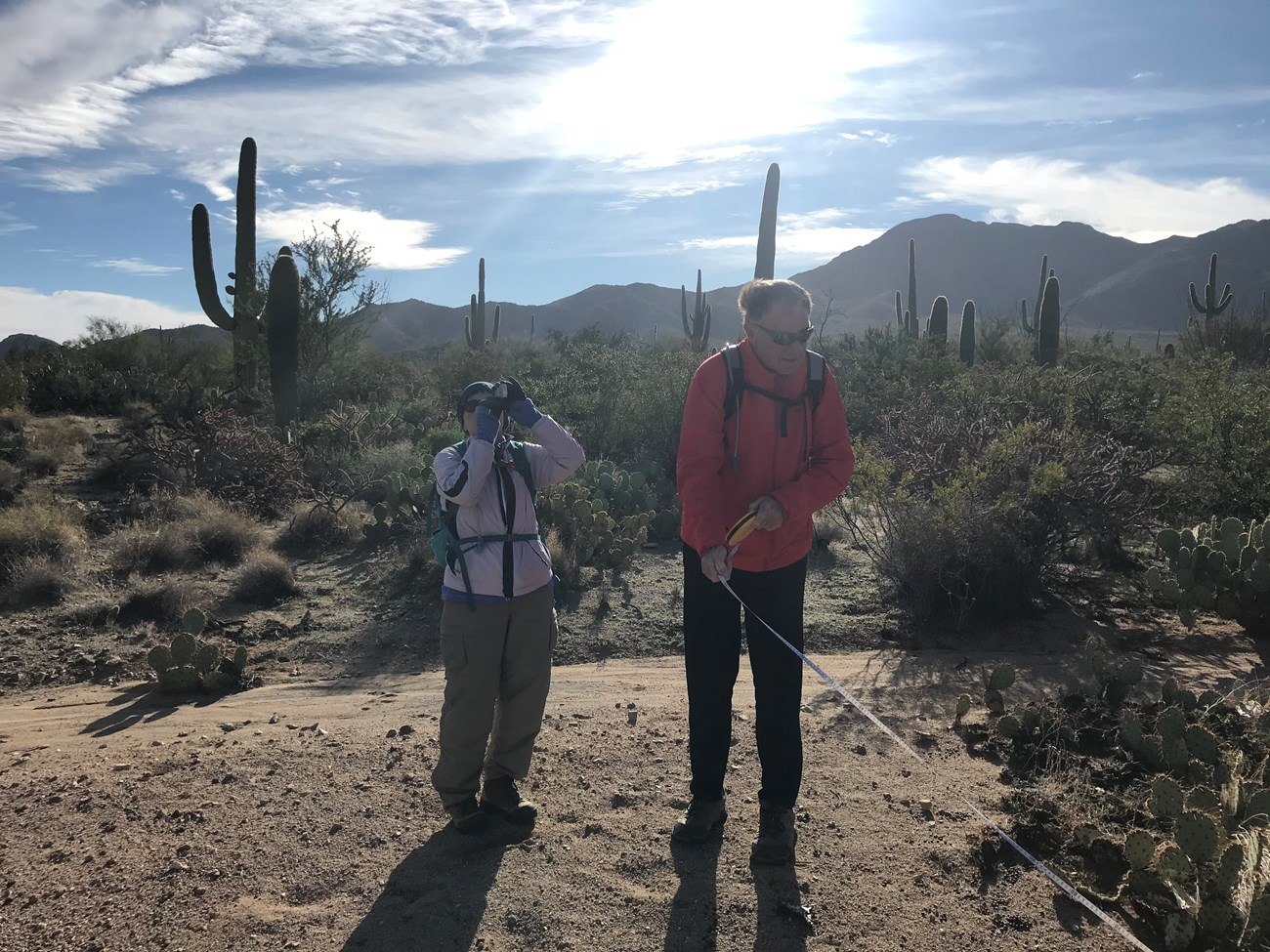 Volunteers use clinometer to measure saguaro