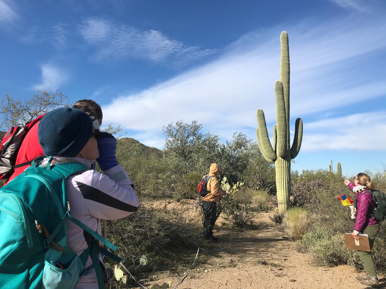 Park staff and volunteers collect data on large saguaro
