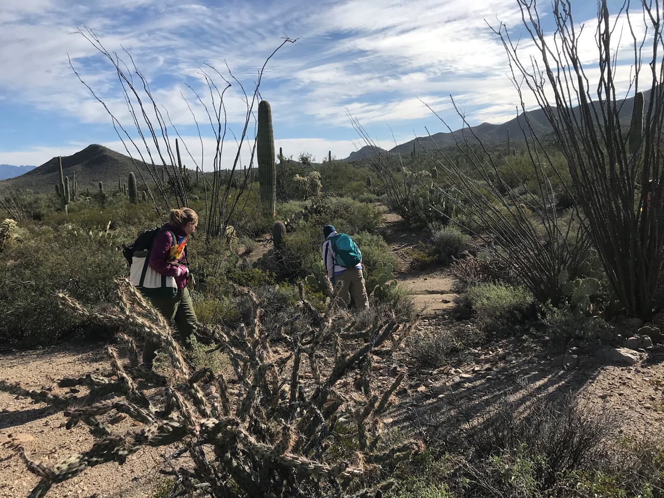 Volunteers search for tiny saguaros in the desert