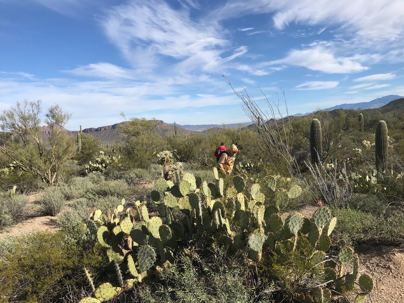 Volunteers navigate the desert landscape