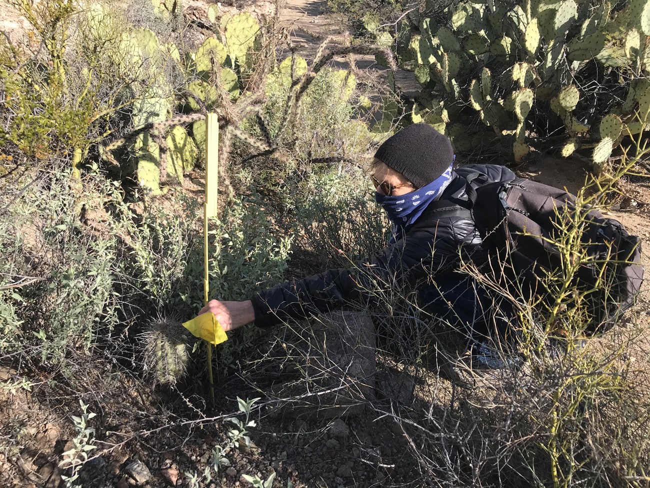 Volunteer crouches to measure small saguaro