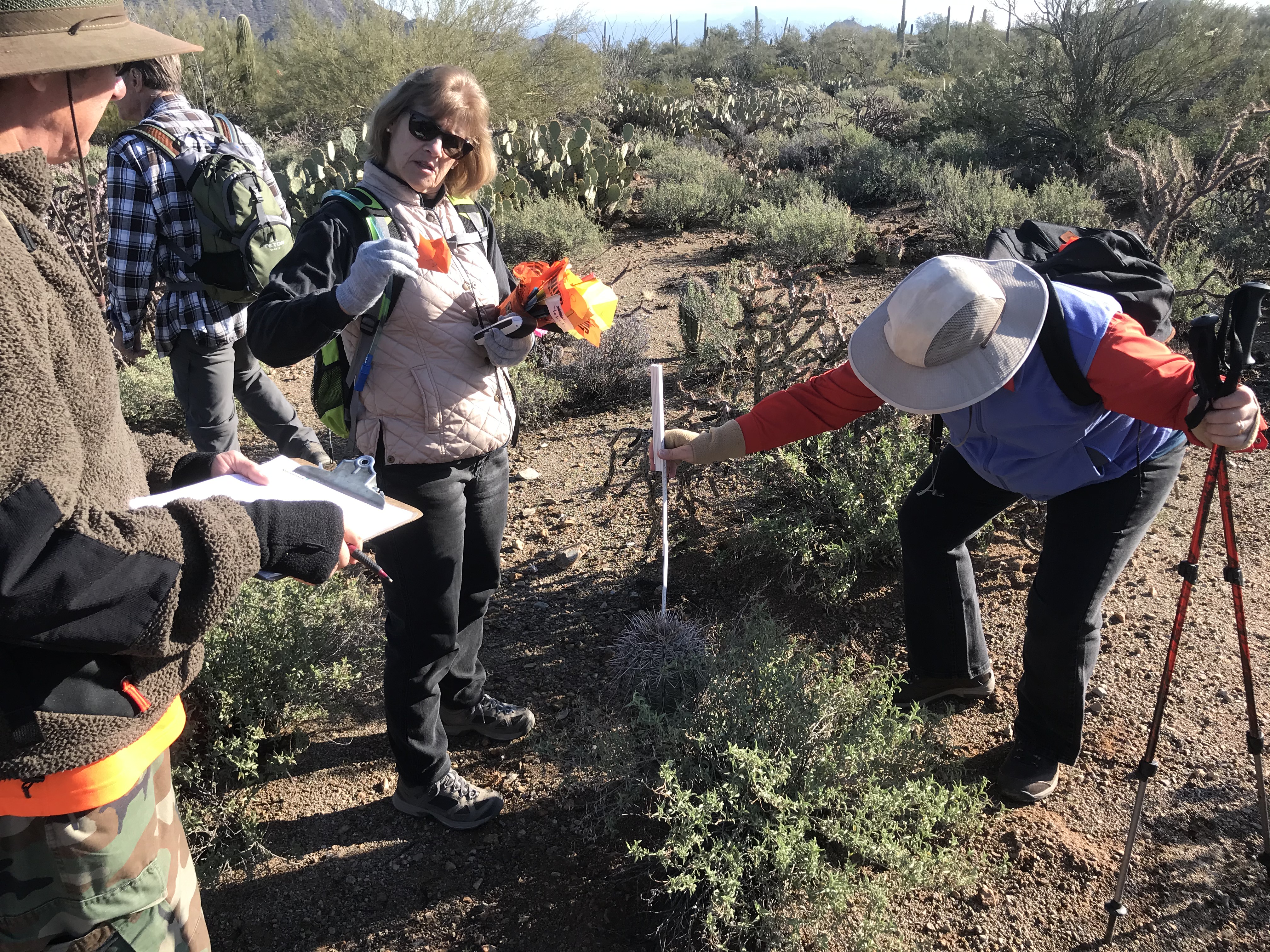 A woman using a meter stick to measure the height of a short saguaro. Around her are other volunteers.