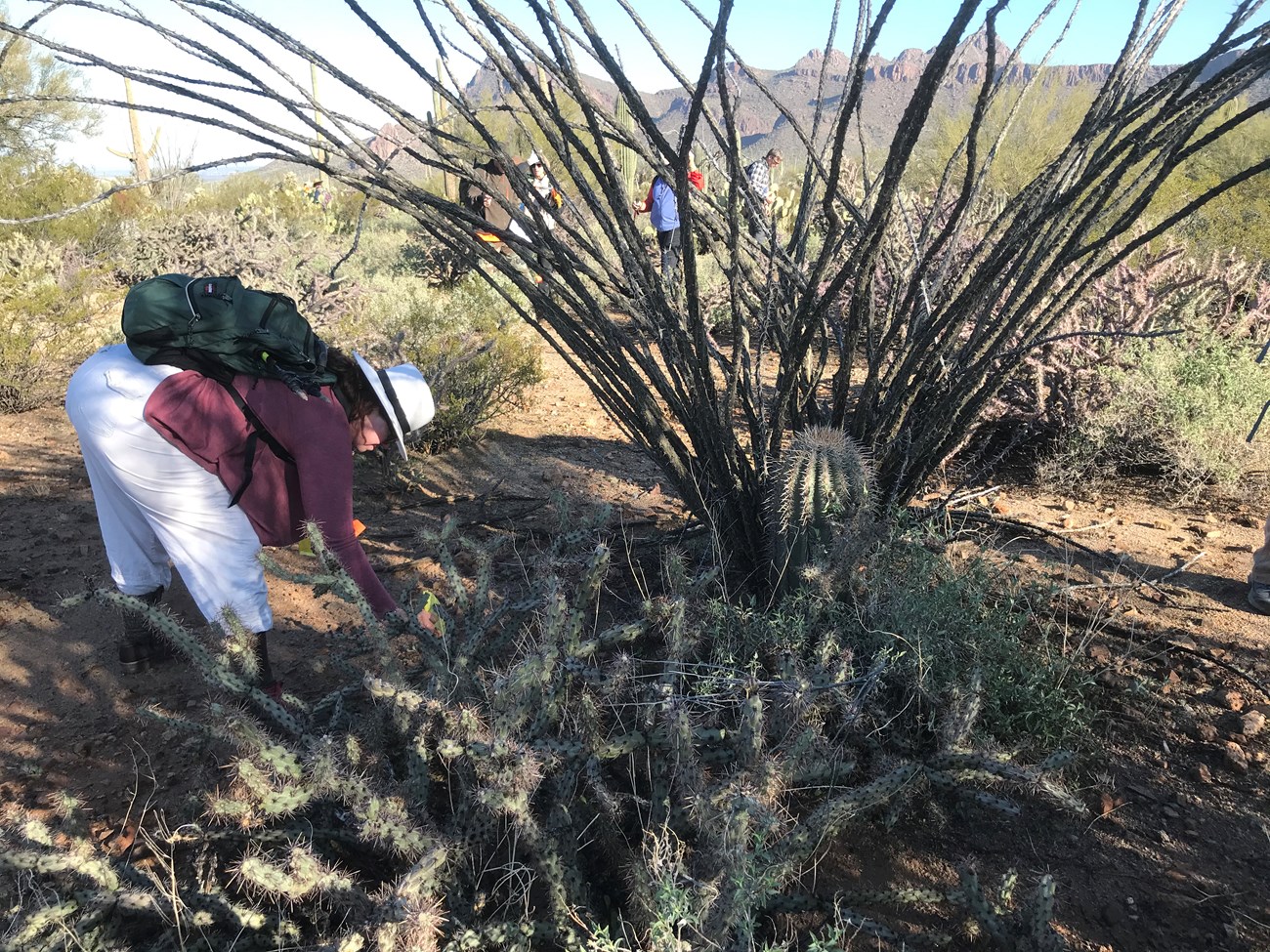 A woman bending to put a flag on a short saguaro. Around her are an ocatillo, chollas, and other saguaros.