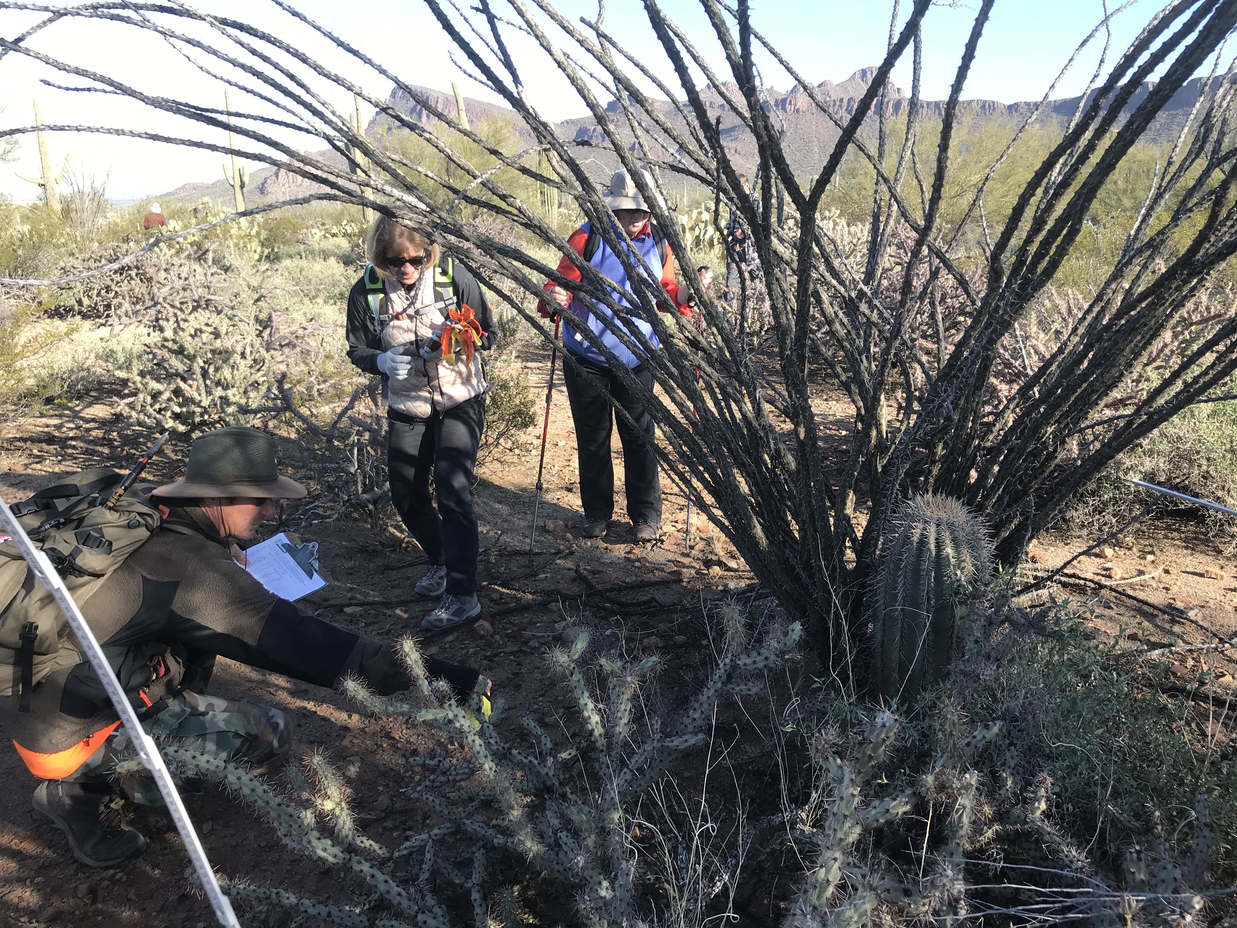 Volunteers looking at a small saguaro.