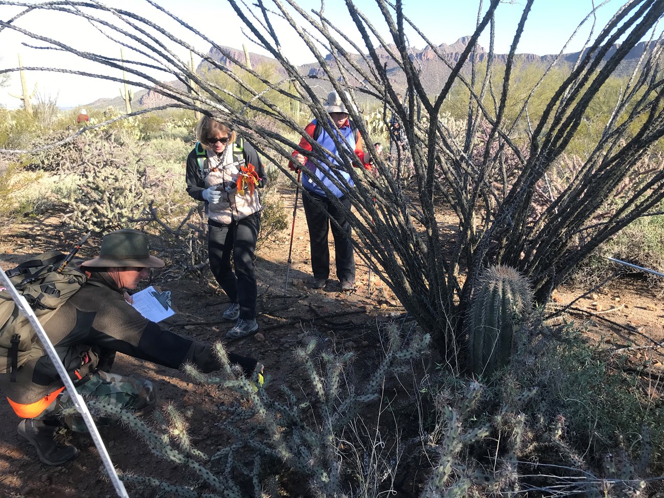 Volunteers looking at a small saguaro.
