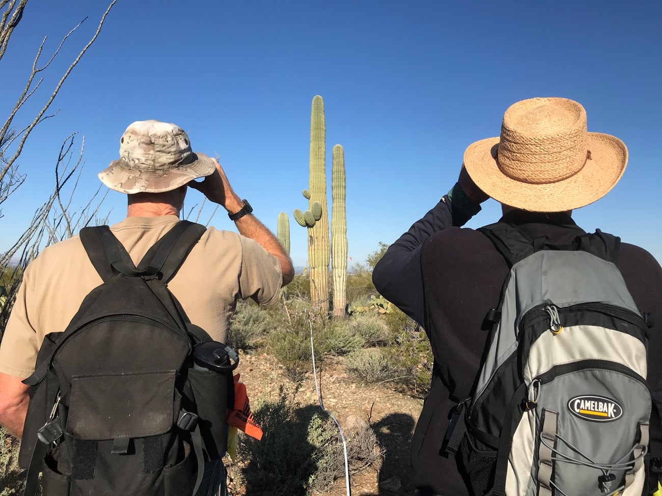 Back of two men. They are seen looking through a clinometer to find the height of a saguaro ten meters away from them.