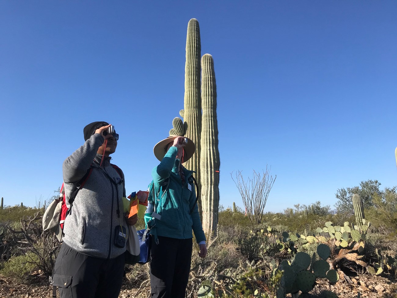 Two volunteers looking through a clinometer. Bahind them are two tall saguaros.