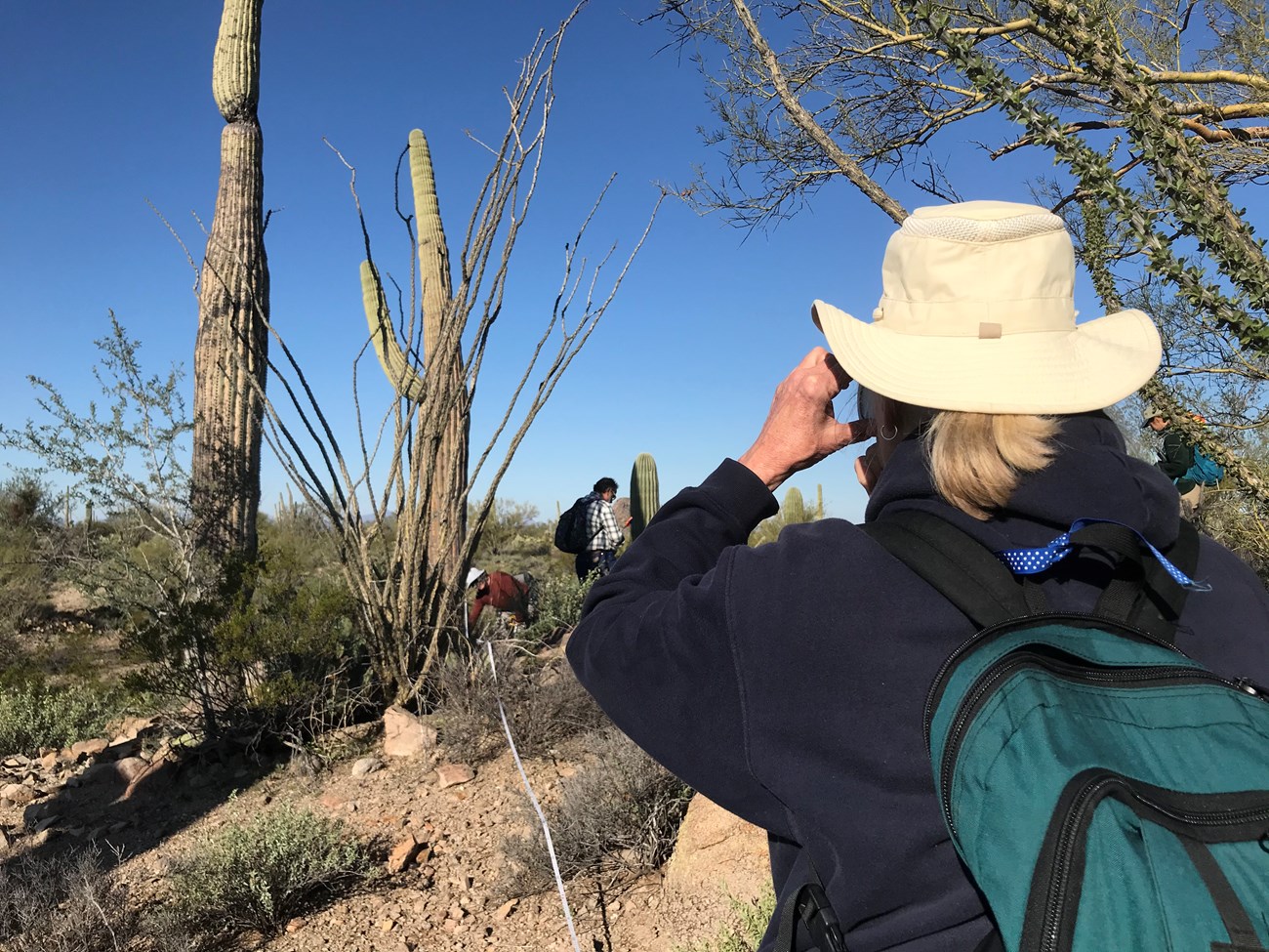 A woman looking through a clinometer. In front of her is a measuring tape on the ground leading towards a saguaro.