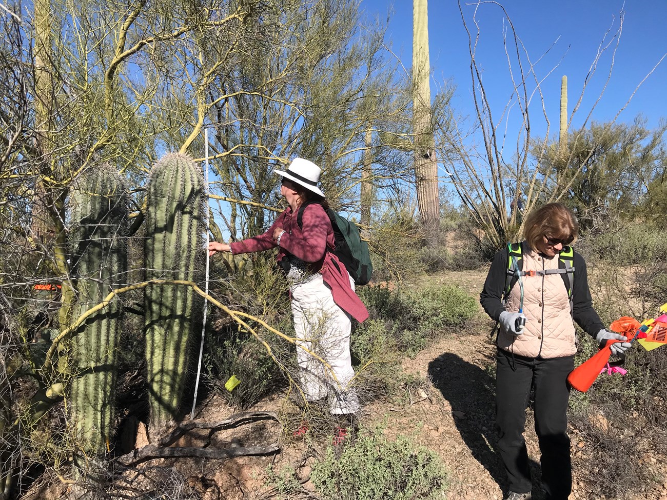 A woman holding a meter stick next to a saguaro to find its height.