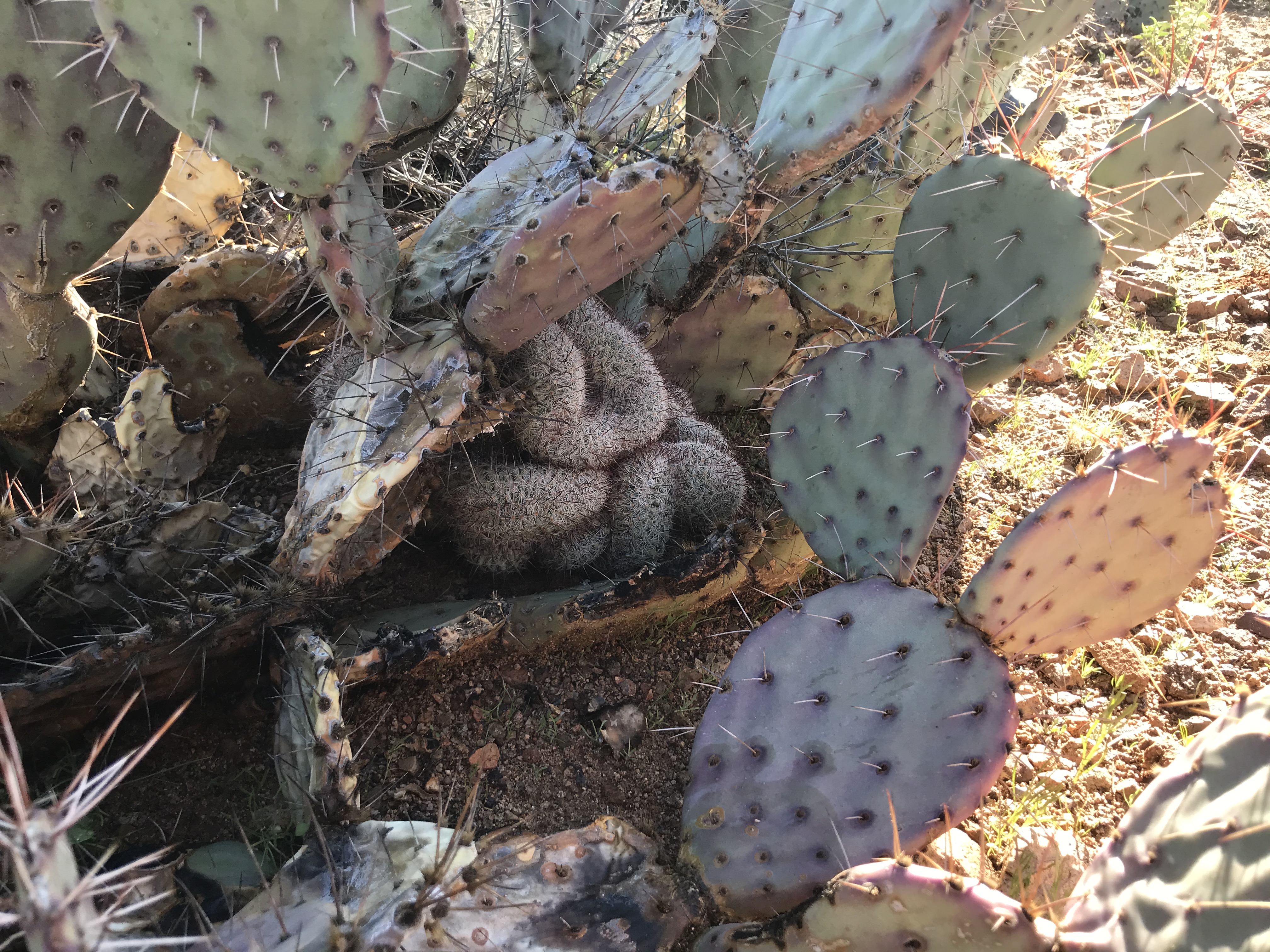 Pin cushion with unusual growth form.