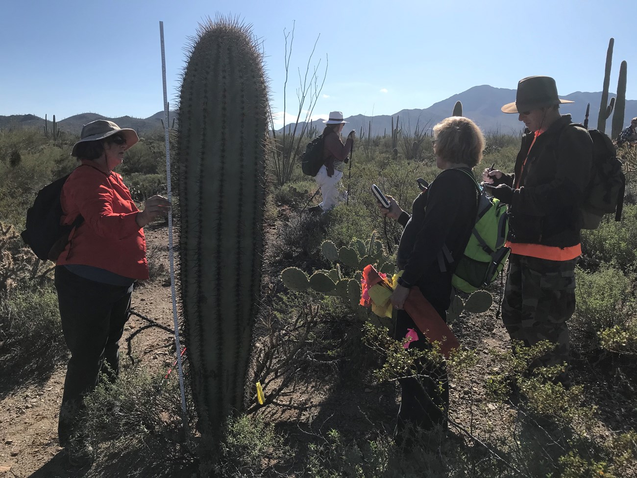 A woman holding a meter stick next to a saguaro. In front of her is another woman reading the saguaro's coordinates to a man.