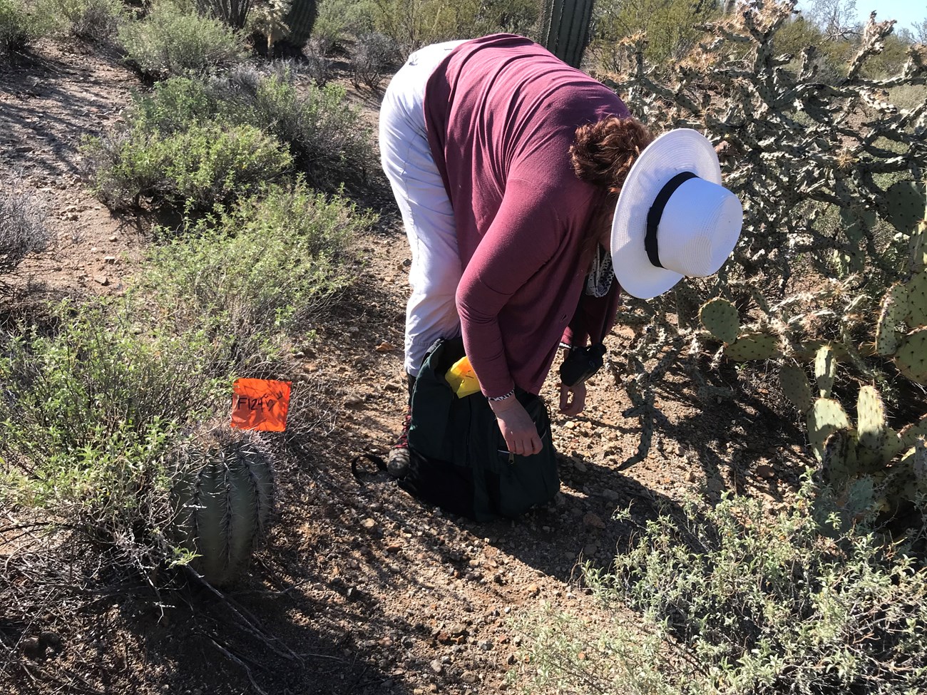 A small saguaro with an orange flag.