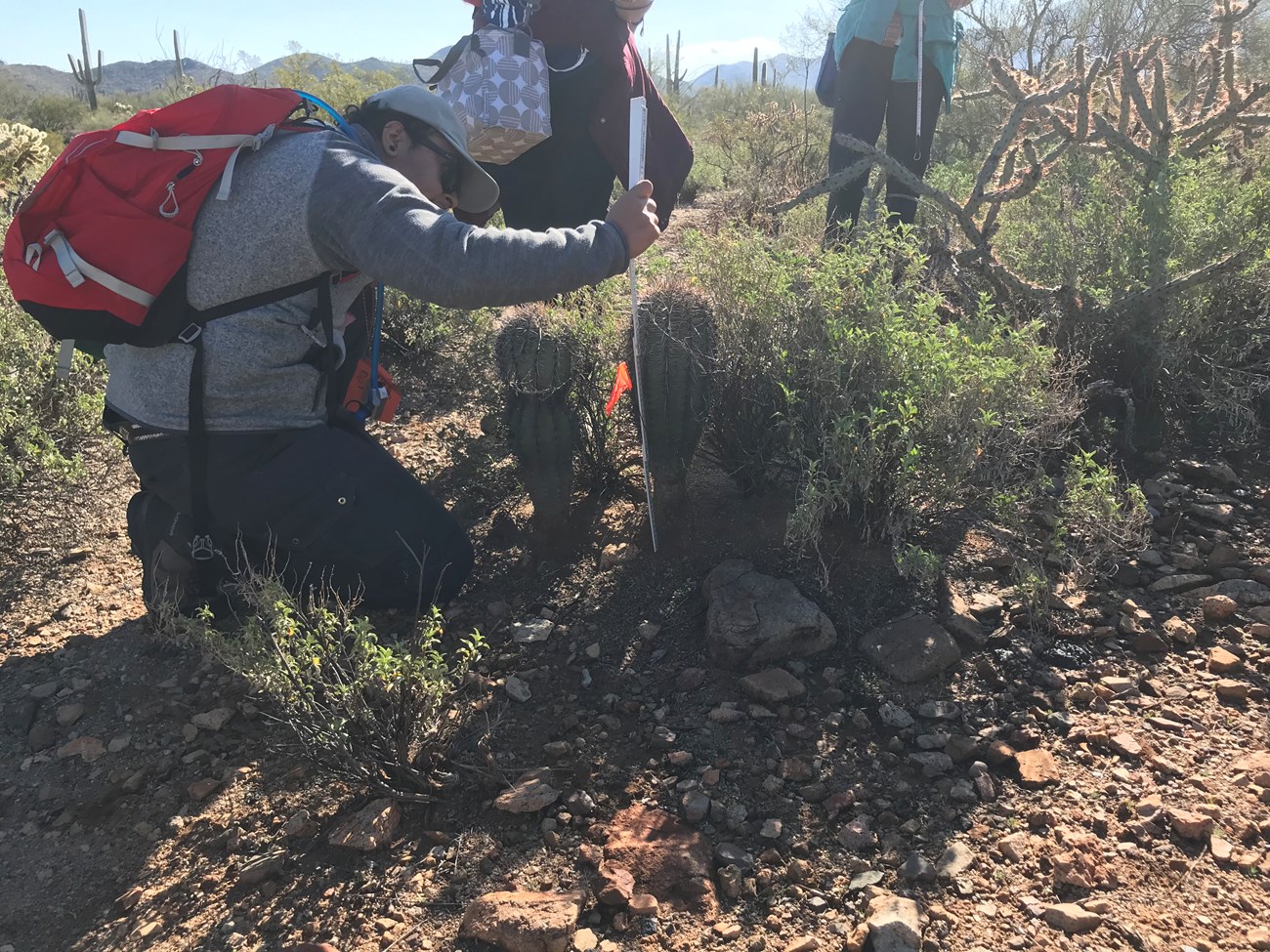 Park staff kneeling to measure the height of two short saguaros next to each other.