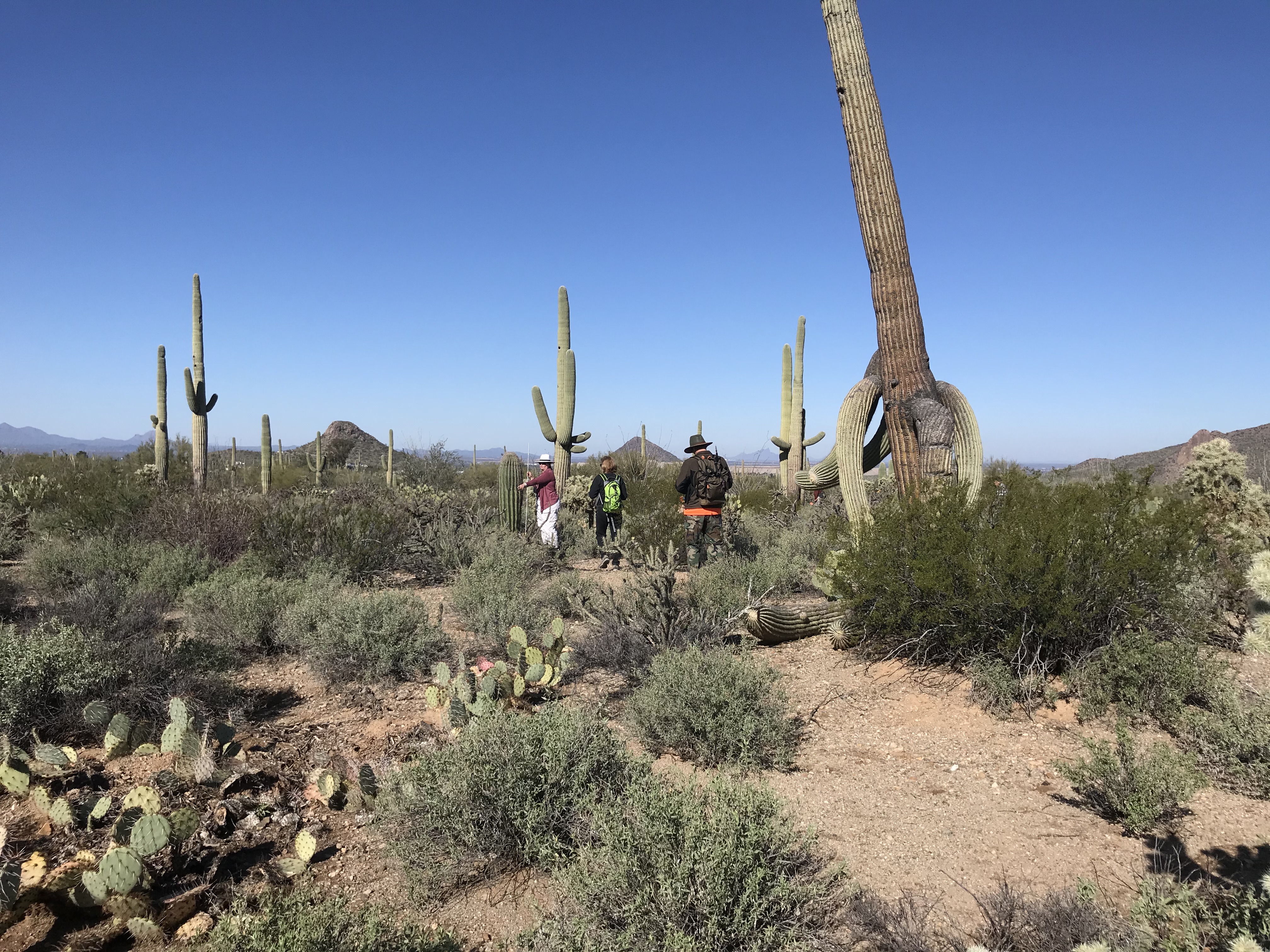 Volunteers on plot 32.