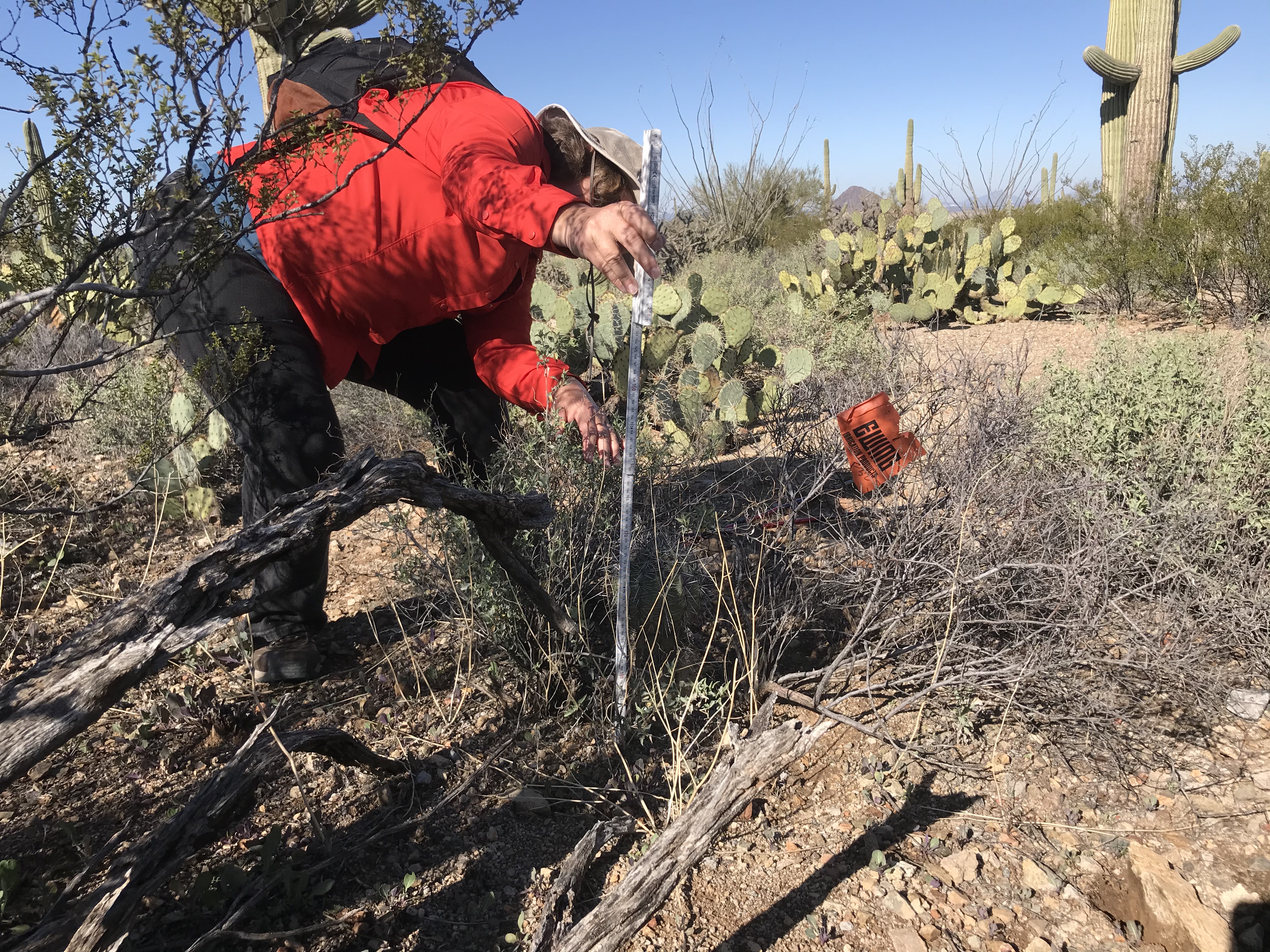 A woman measuring the height of a small saguaro with an orange flag.