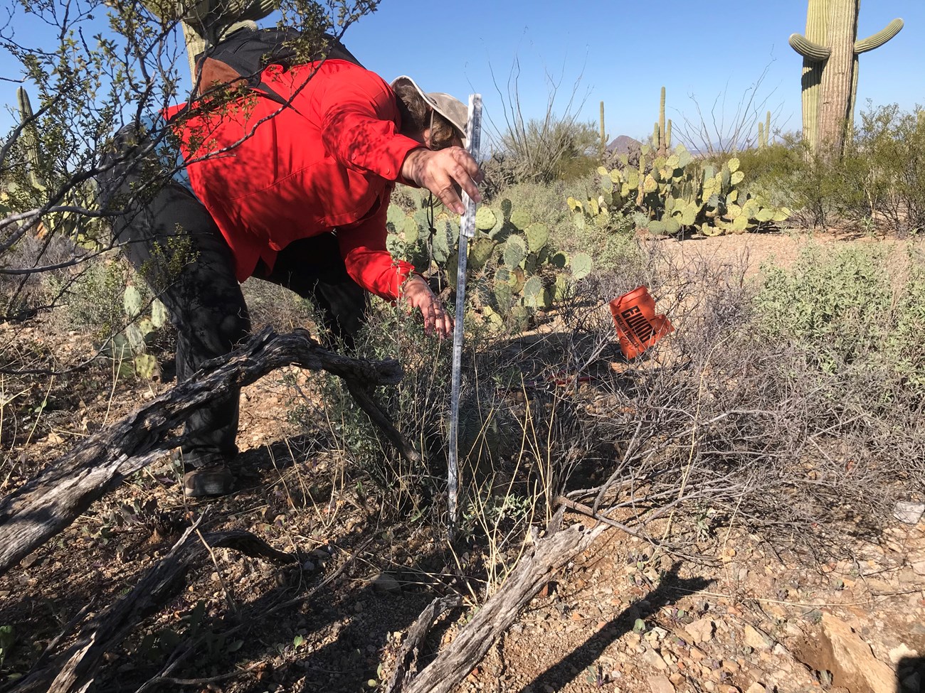 A woman measuring the height of a small saguaro with an orange flag.