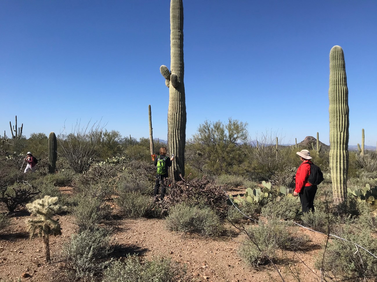 A volunteer using a GPS device to find the coordinates of a saguaro.