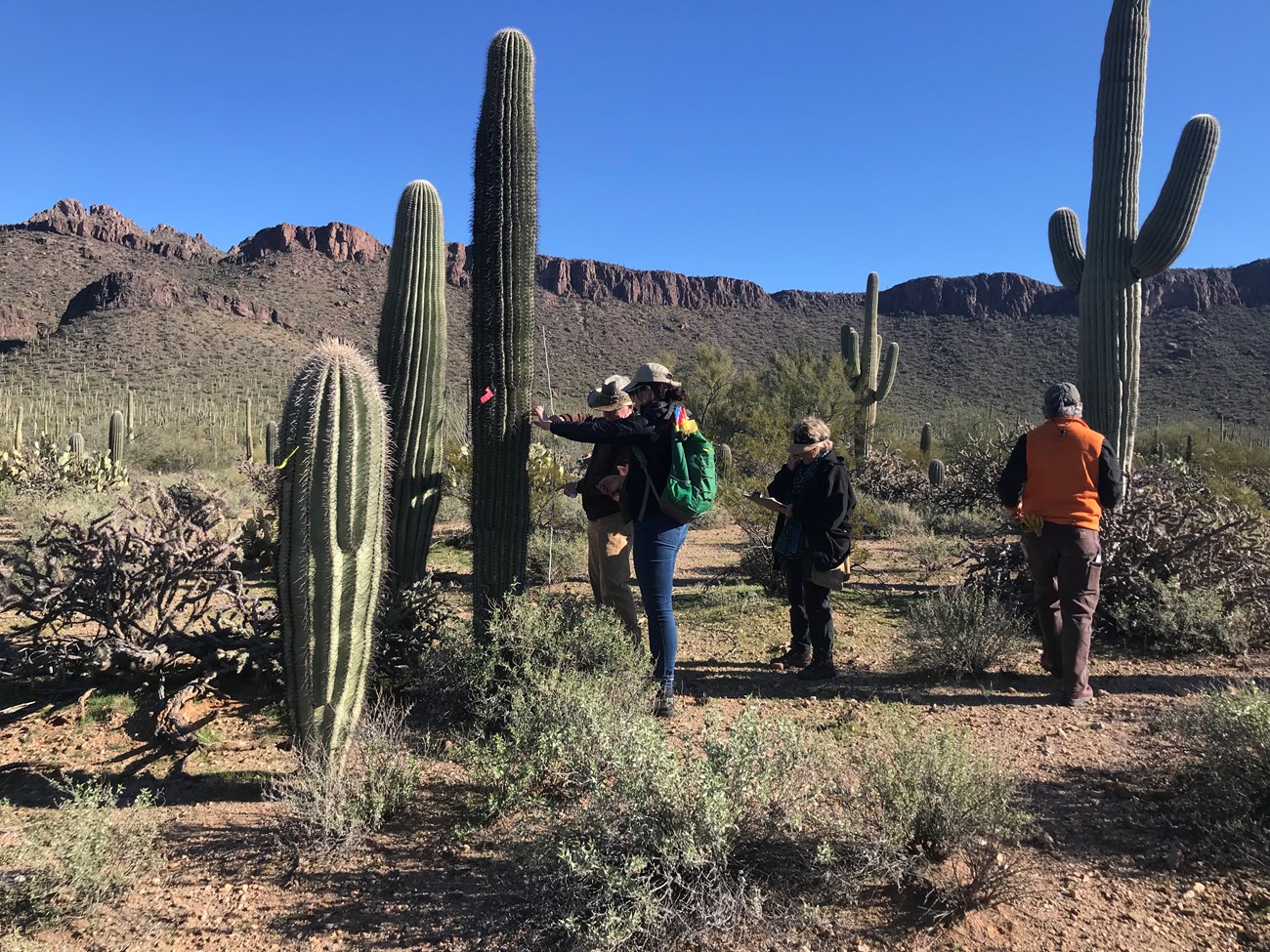 Volunteers on plot 31. Behind them is a scenic view of mountains and the desert.