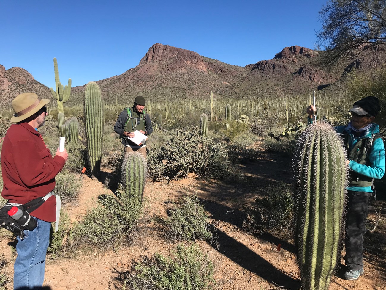 Volunteers measuring the height of a saguaro.