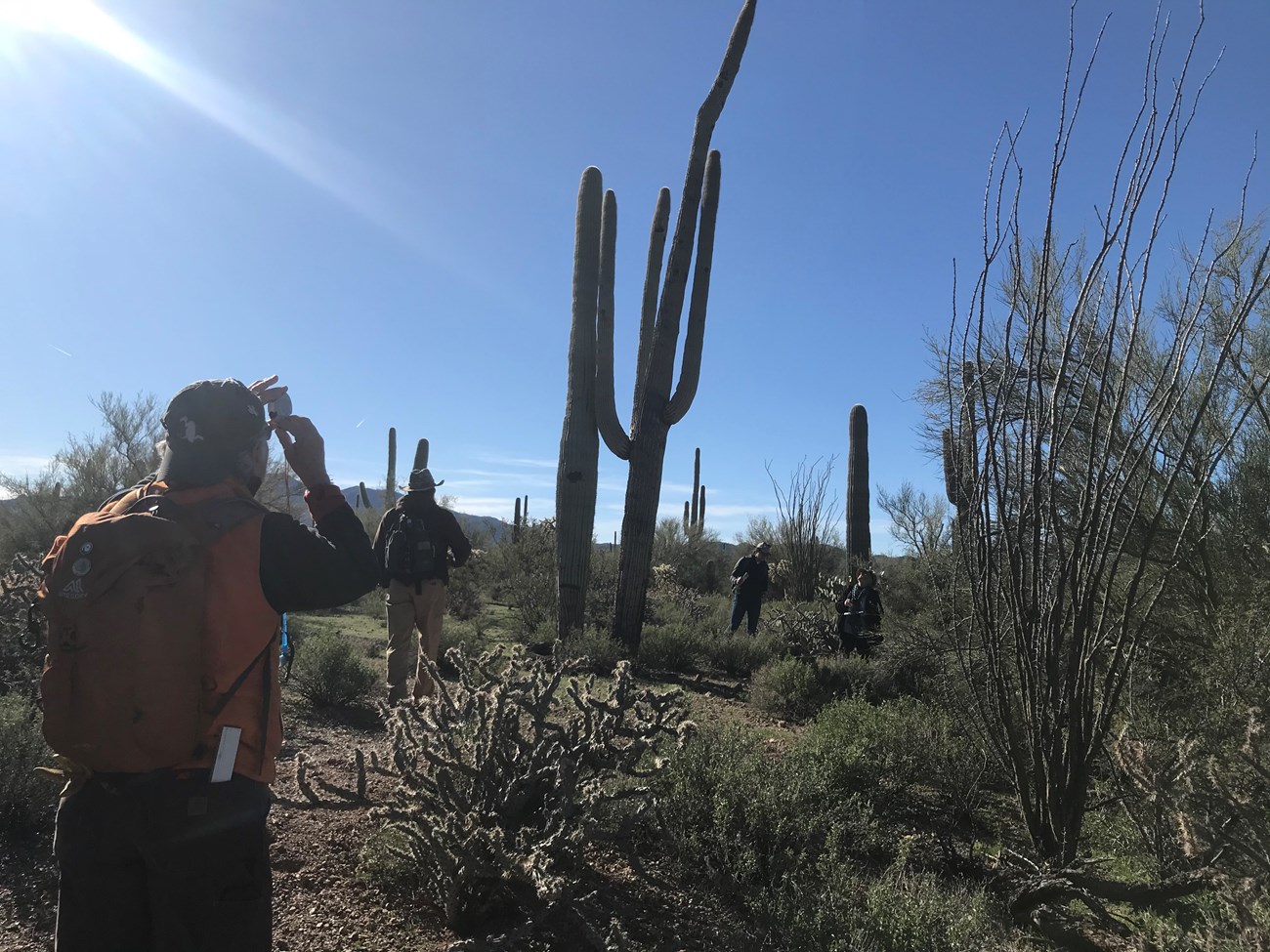 A person using a clinometer to measure the height of a giant saguaro in front of them.