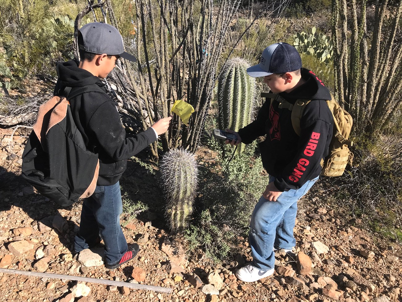 Two boys flagging and finding the coordinates of a saguaro.