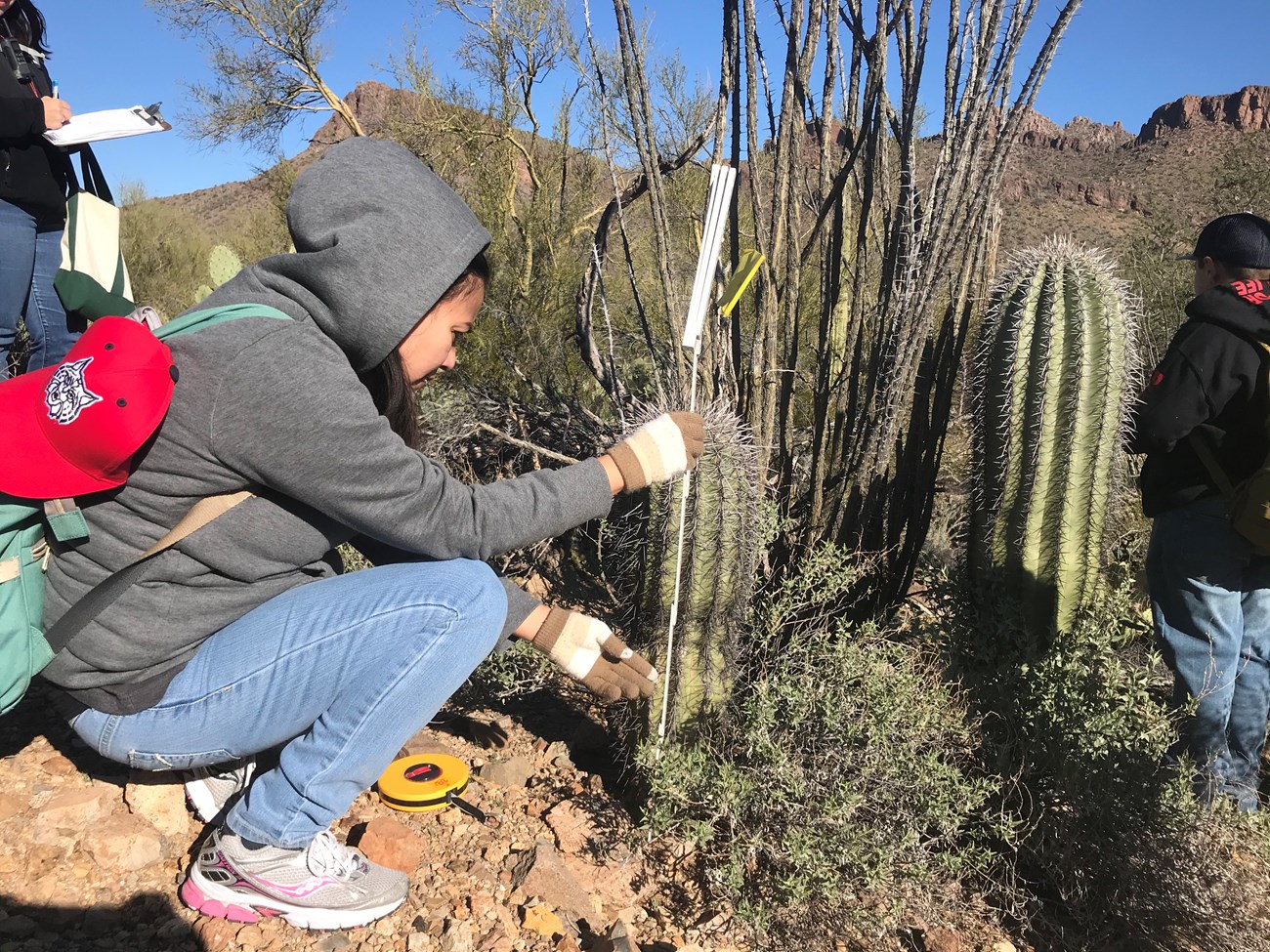 A woman squatting down next to a short saguaro and measuring its height.