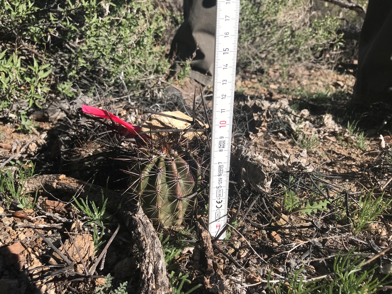 A white folding ruler next to a small saguaro.