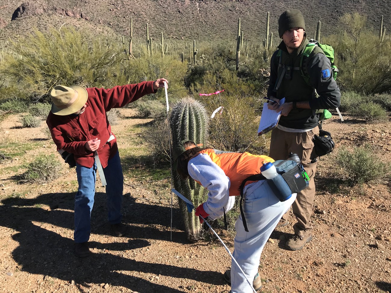 A man measuring the height of a saguaro using a folding ruler.