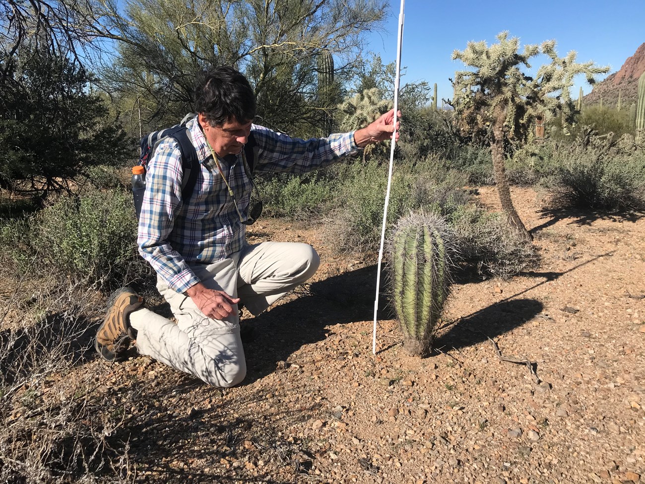 A man on his knees measuring the height of a short saguaro.