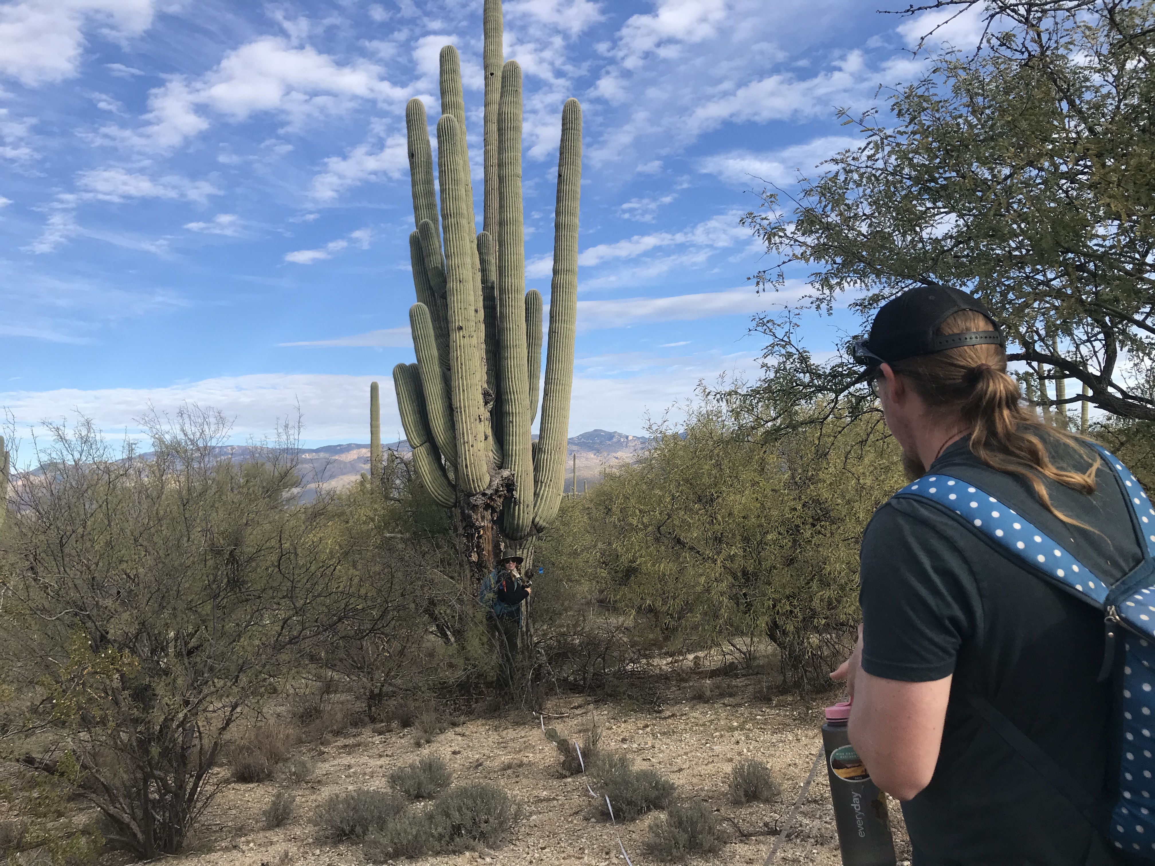 Park staffs on the plot. Behind one of them are two massive saguaros.