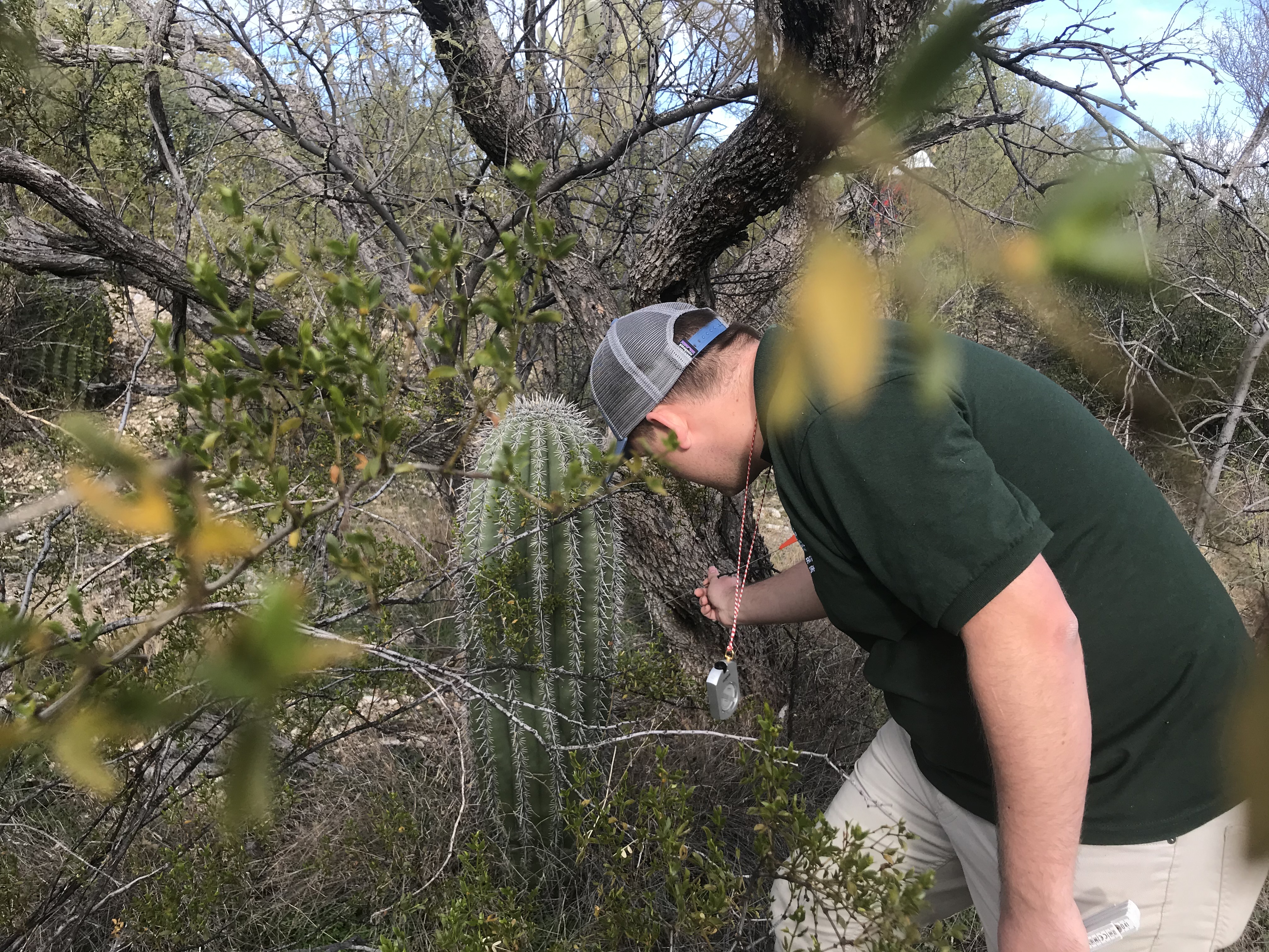 A man sliding a flag through the spines of a saguaro.